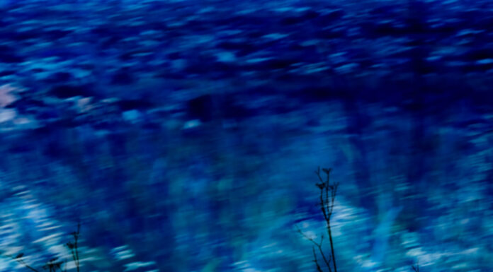 Creating Fine Art Photography on a Family Outing during Covid-19 Blue bird | Fine art Photography
