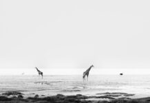 In a silent way, Giraffes at Etosha pan