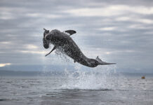Jumping Sharks at Seal Island, South Africa jumping sharks at seal island | south africa