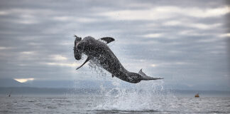 Jumping Sharks at Seal Island, South Africa jumping sharks at seal island | south africa