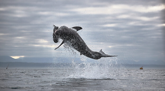 Jumping Sharks at Seal Island, South Africa jumping sharks at seal island | south africa