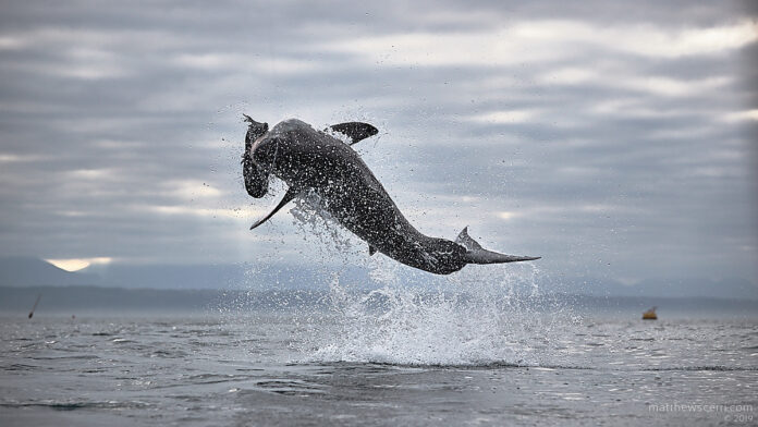 jumping sharks at seal island | south africa
