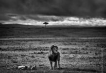 My Kingdom | Mating lions in The Mara my kingdom | mating lions in the mara