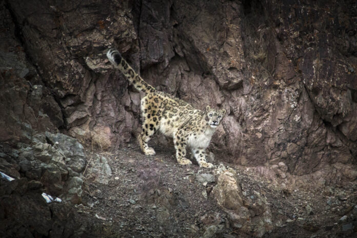 Snow leopard | Himalayas by Björn Persson