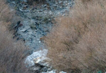 My epic National Geographic moment with a Clouded Leopard clouded leopard | Jens Hauser