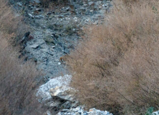 My epic National Geographic moment with a Clouded Leopard clouded leopard | Jens Hauser