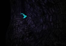 The night creeper | Scorpion in UV-light Scorpion in UV light