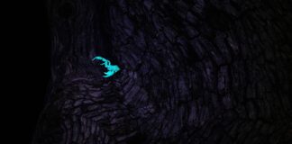 The night creeper | Scorpion in UV-light Scorpion in UV light