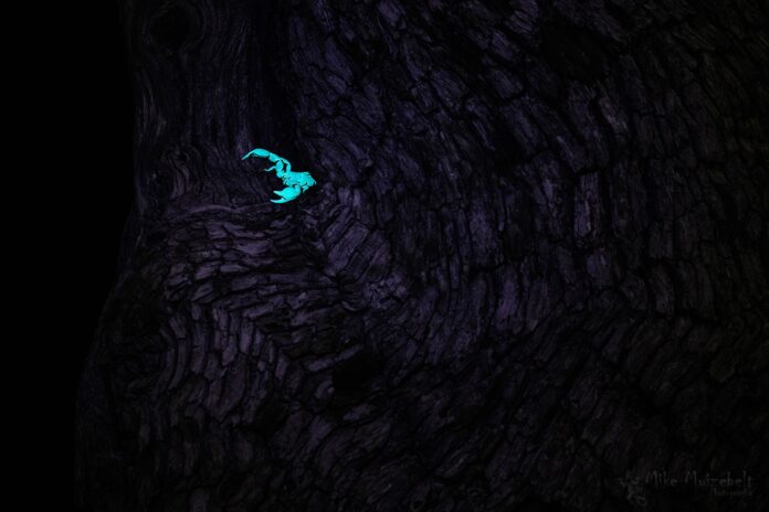 Scorpion in UV light