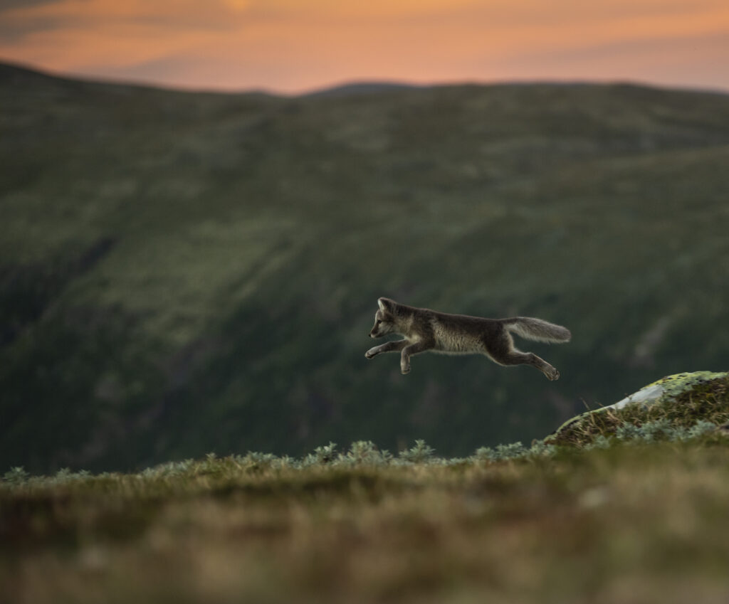 Arctic Fox | Dover | Roger Brendhagen