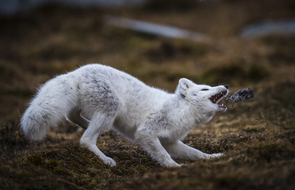 Arctic Fox | Dover | Roger Brendhagen