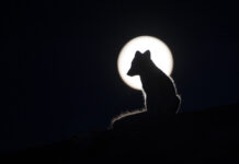 The Full Moon – Over the Mountains of Dovre Arctic Fox | Dover | Roger Brendhagen