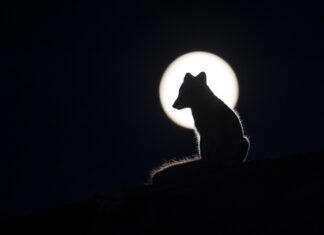 The Full Moon – Over the Mountains of Dovre Arctic Fox | Dover | Roger Brendhagen