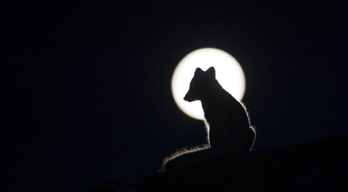 The Full Moon – Over the Mountains of Dovre Arctic Fox | Dover | Roger Brendhagen