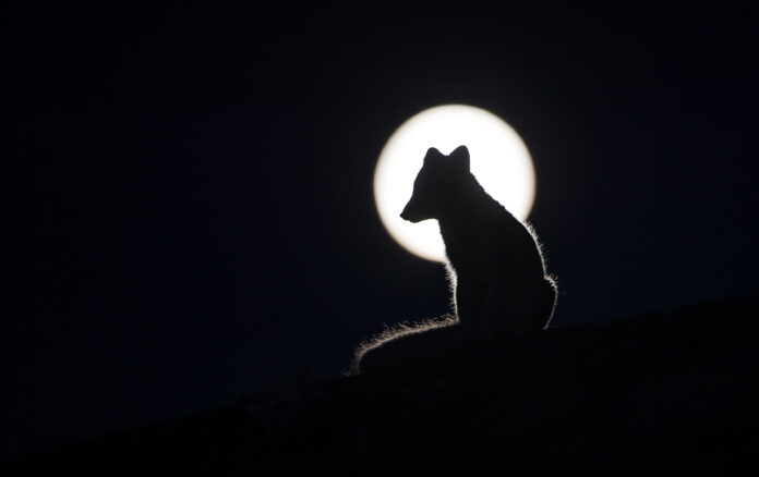 Arctic Fox | Dover | Roger Brendhagen