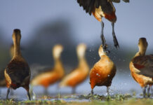 Rendezvous with whistling ducks Whistling duck