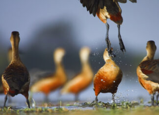 Rendezvous with whistling ducks Whistling duck