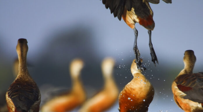Rendezvous with whistling ducks Whistling duck
