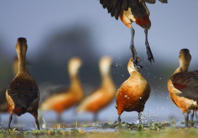 Whistling duck