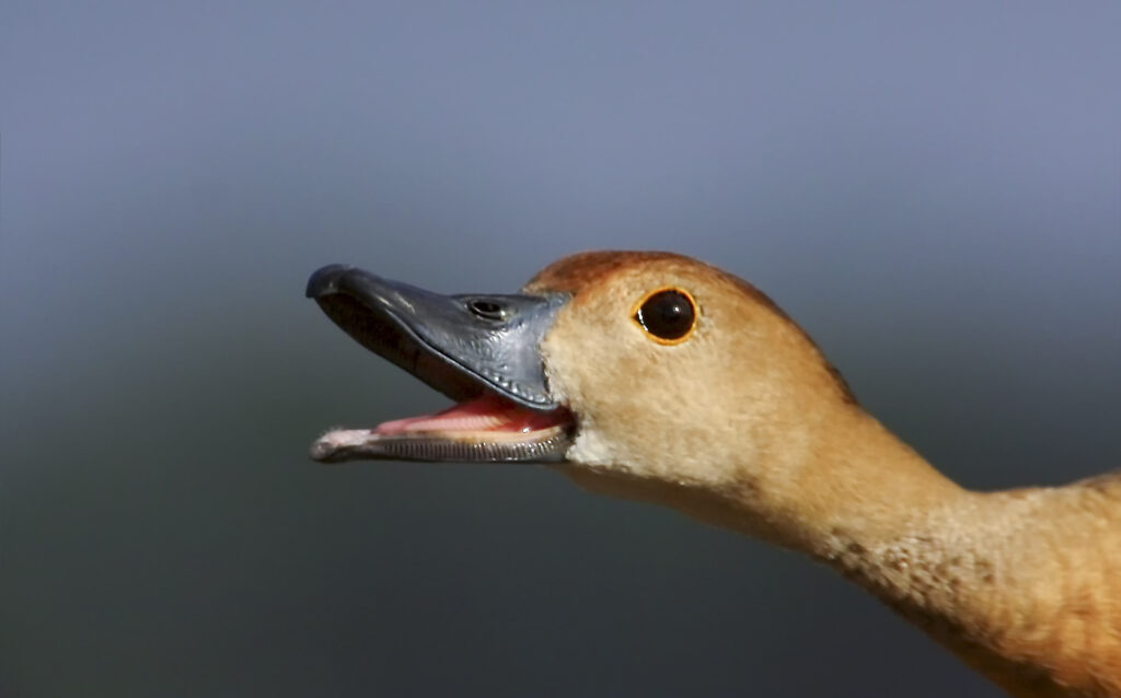 Whistling duck portrait