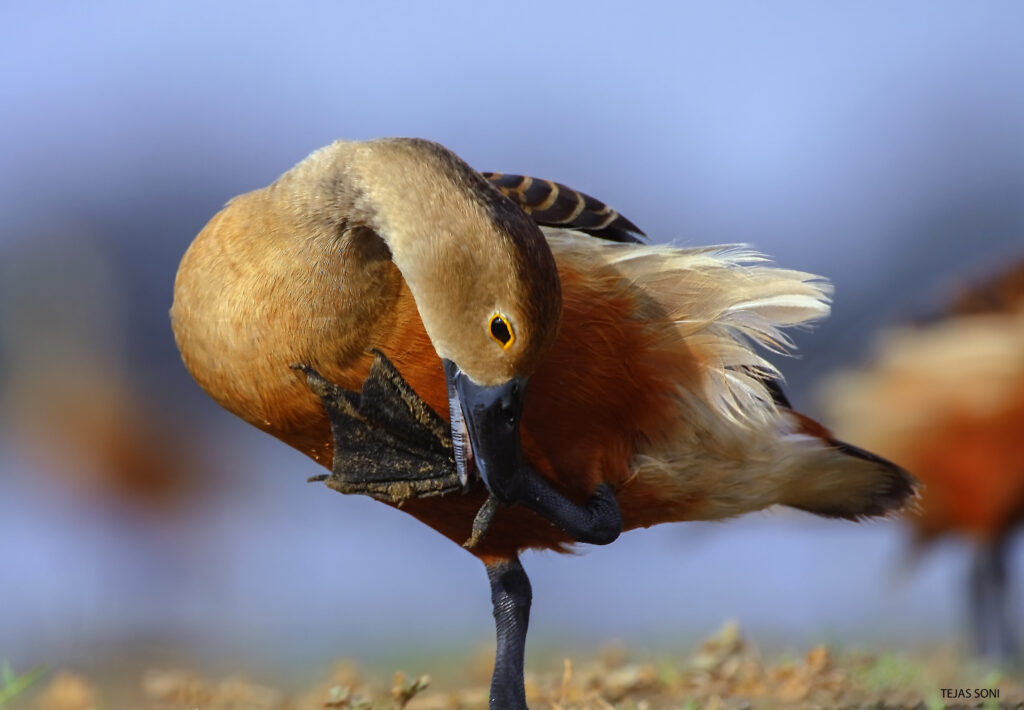Whistling duck
