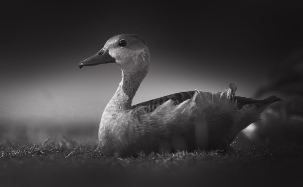 Whistling duck