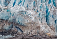 Unexpected Encounter With A Polar Bear Unexpected encounter of a polar bear standing in front of glacier.