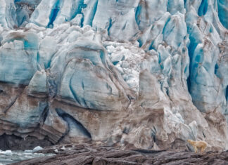 Unexpected Encounter With A Polar Bear Unexpected encounter of a polar bear standing in front of glacier.