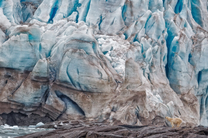 Unexpected encounter of a polar bear standing in front of glacier.